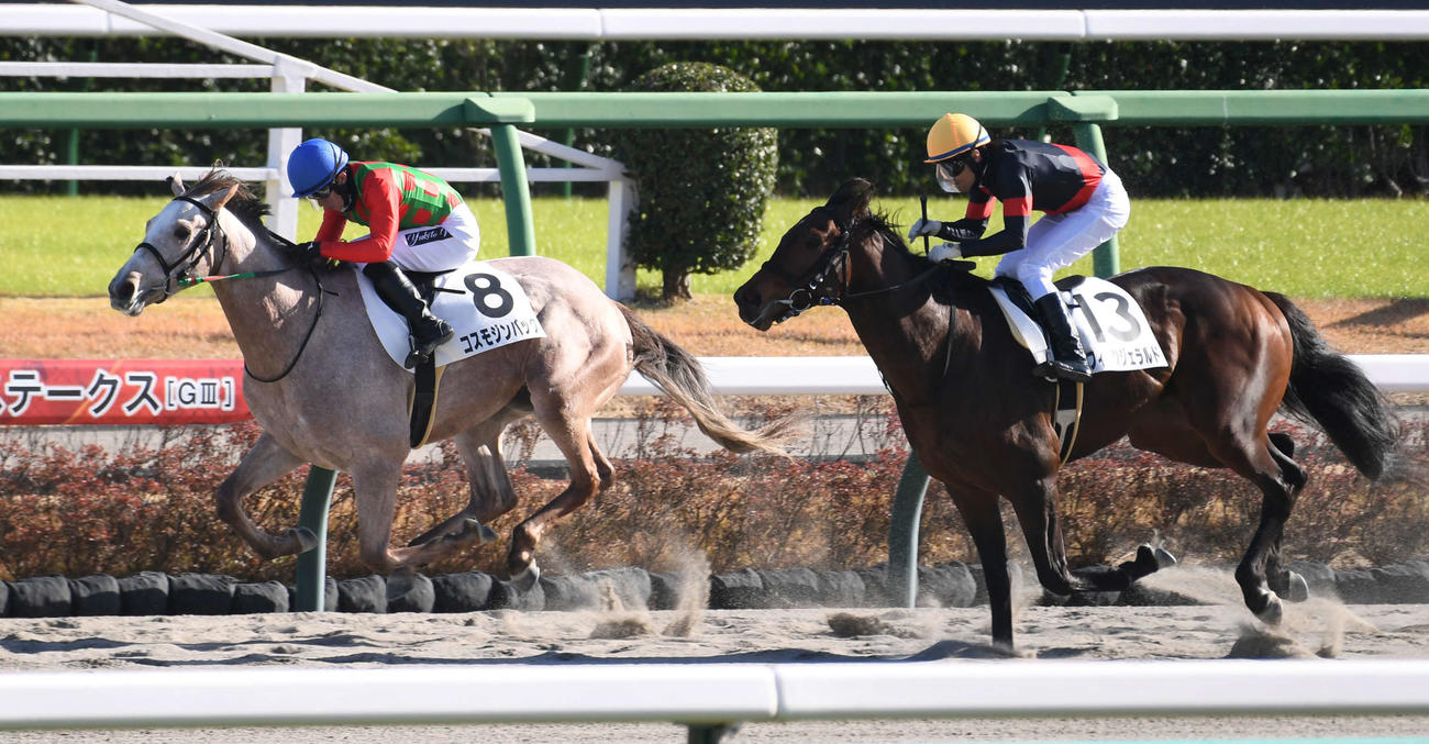 中山6R、新馬戦を制したコスモジンバック（左）（撮影・柴田隆二）