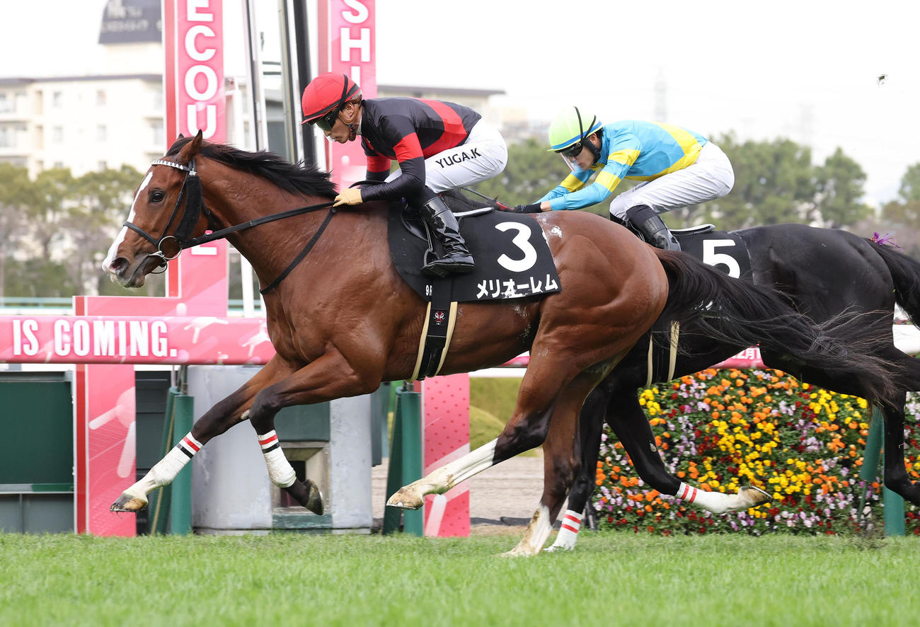 阪神9R、ヒロノラメール（奥）を差し切ってエリカ賞を制したメリオーレム（撮影・白石智彦）