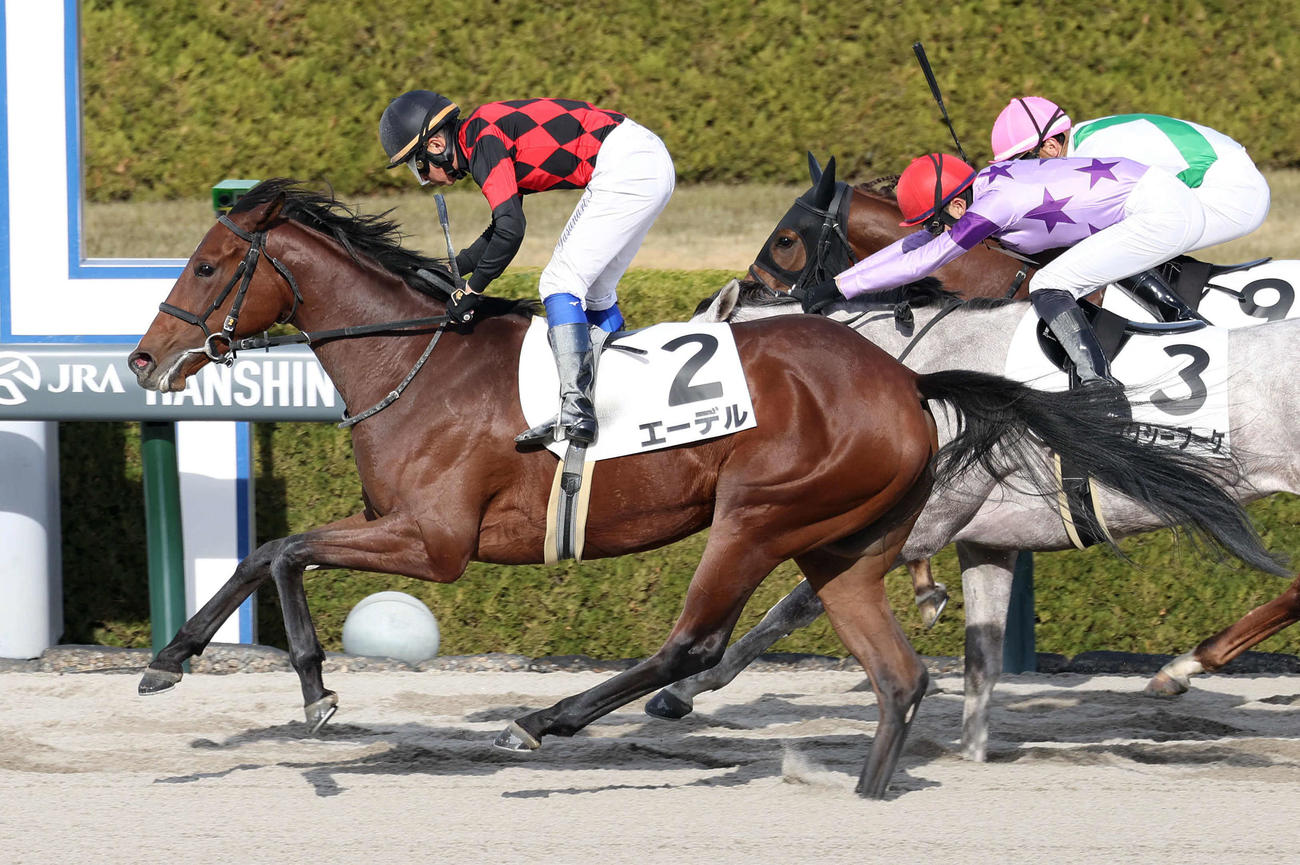 阪神6R、ゴール前差し切って新馬戦を制したエーデル（撮影・白石智彦）