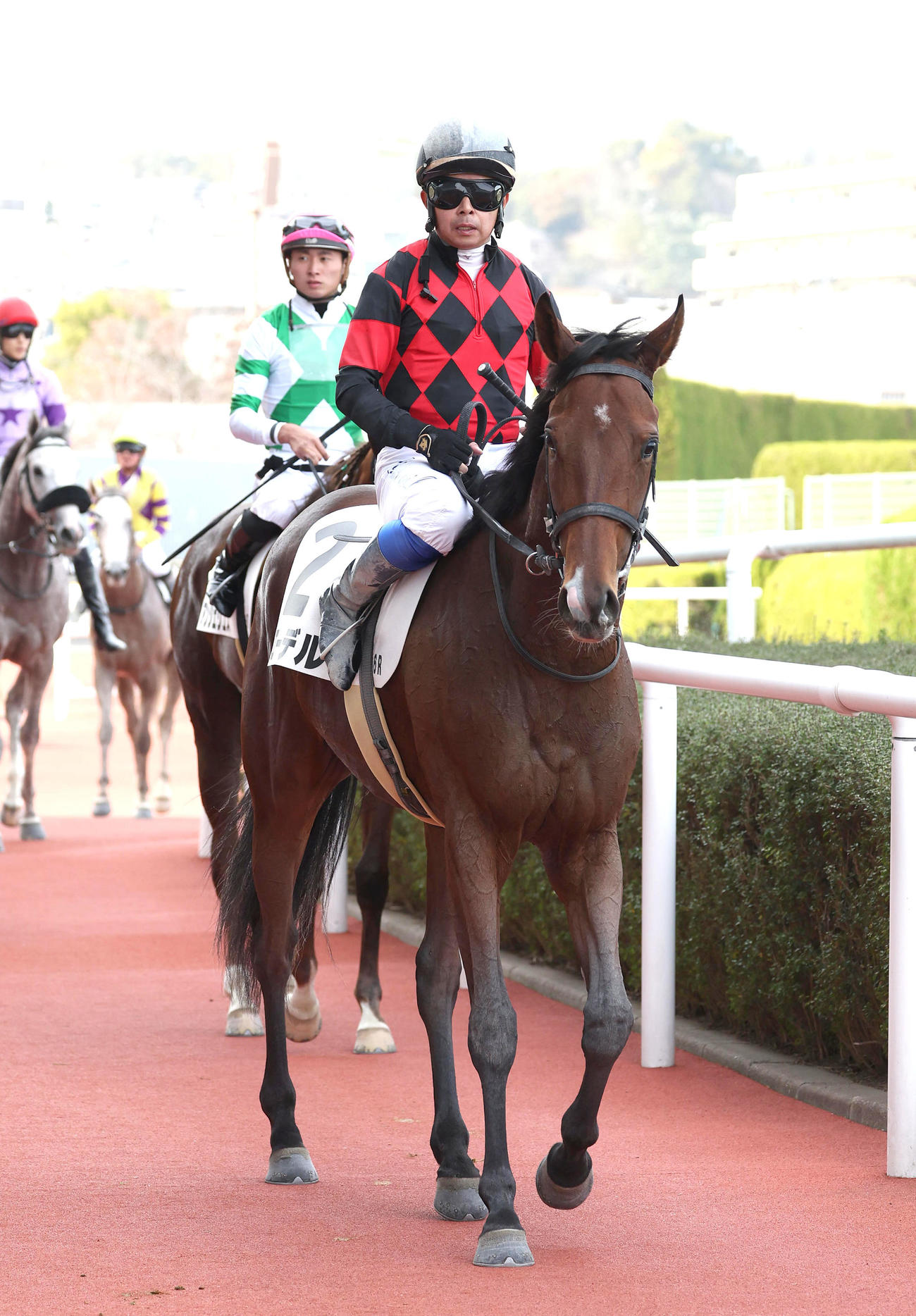 阪神6R、新馬戦を制したエーデル（撮影・白石智彦）