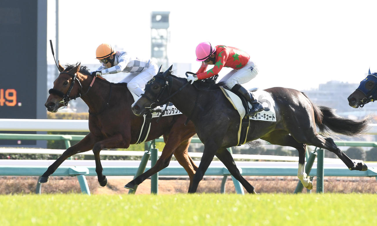 中山5R新馬戦を制したグランカンタンテ（左）と2着エイユーキュート（撮影・柴田隆二）