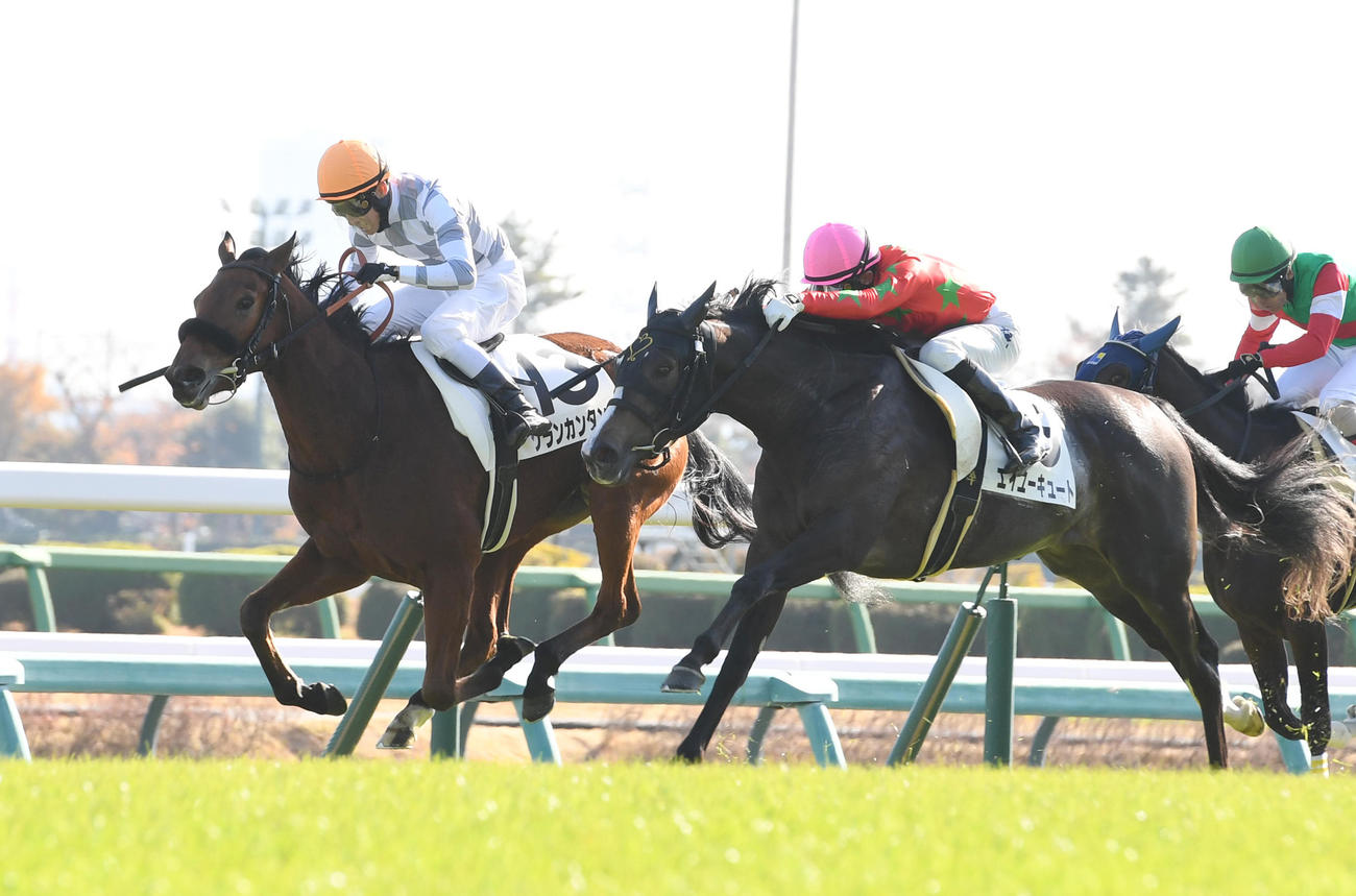 中山5R新馬戦を制したグランカンタンテ（左）と2着エイユーキュート（中央）（撮影・柴田隆二）