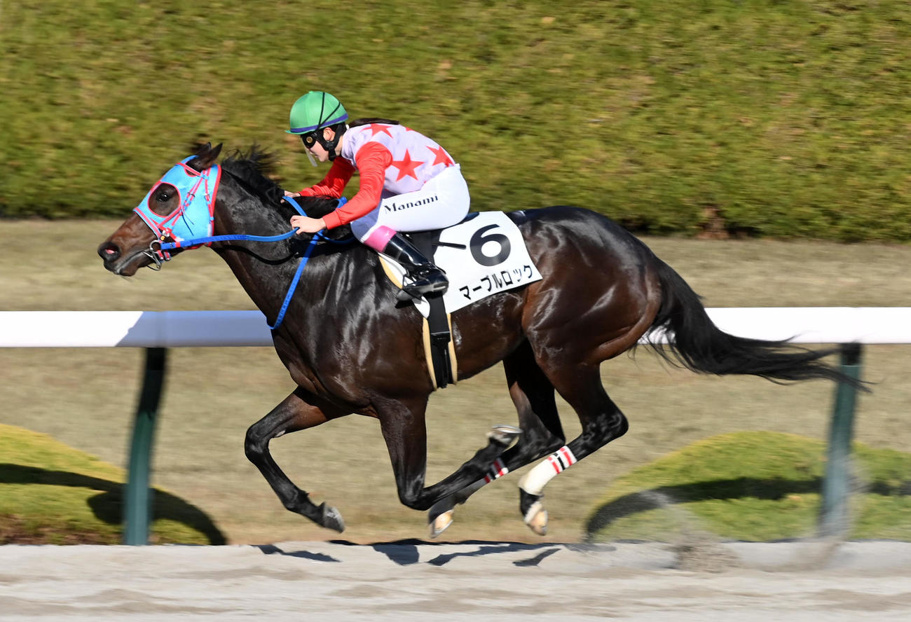 阪神7Rを制したマーブルロック（撮影・前岡正明）
