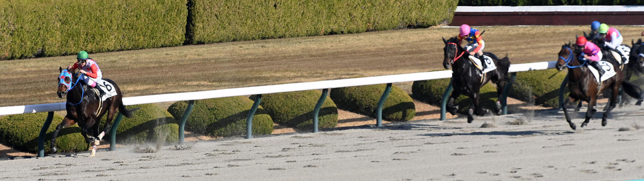 阪神7Rを制したマーブルロック（撮影・前岡正明）