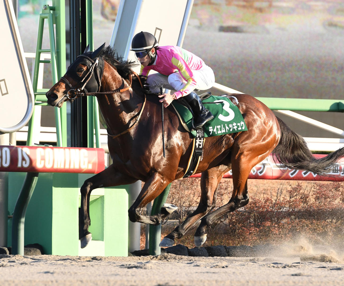 カペラSを制したテイエムトッキュウと津村騎手（撮影・柴田隆二）