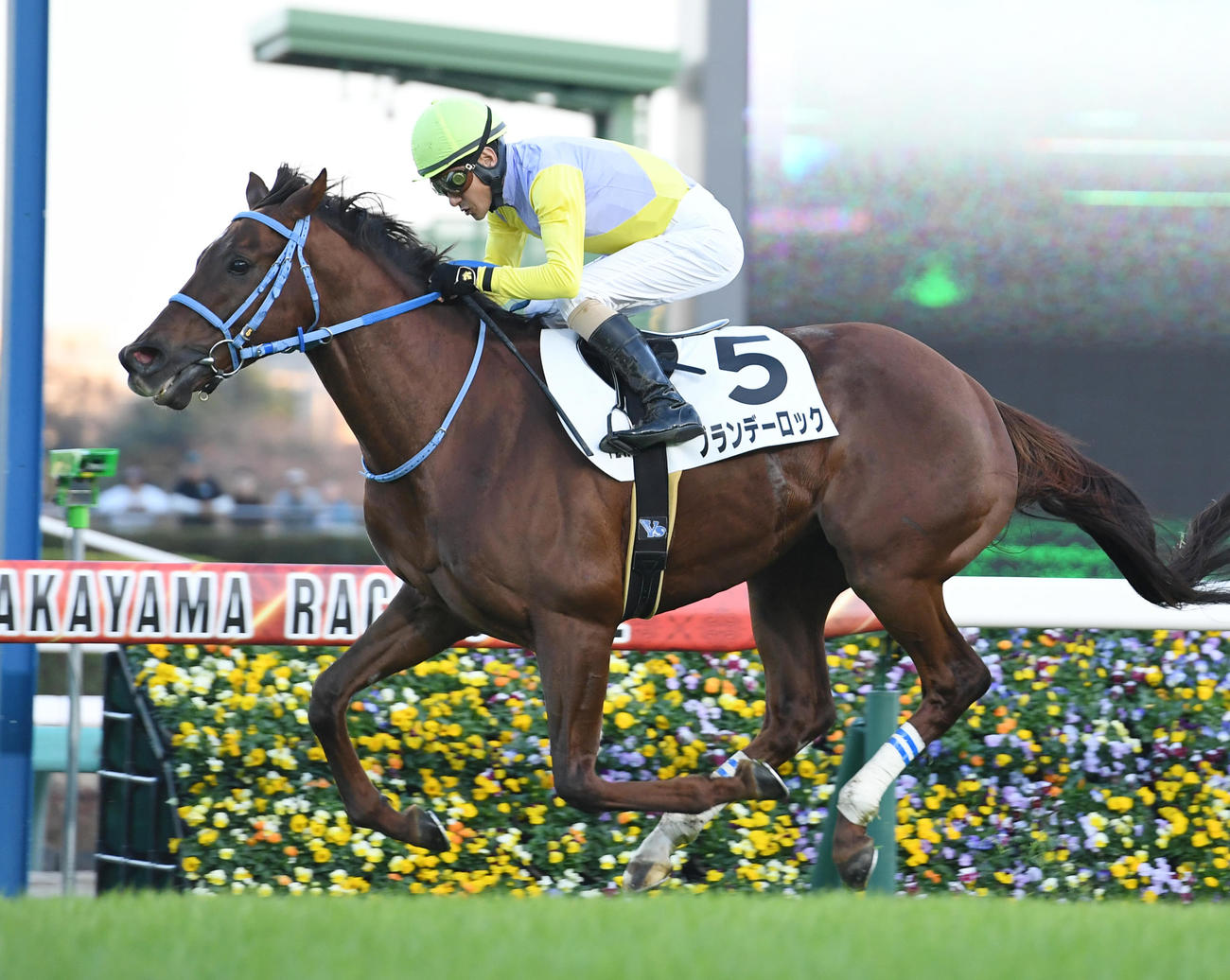中山12R、ブランデーロックでJRA最年長勝利記録を更新した柴田善騎手（撮影・柴田隆二）