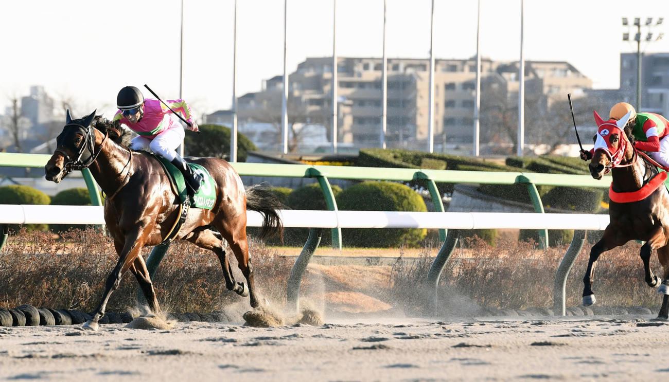 カペラSを制したテイエムトッキュウ（左）（撮影・柴田隆二）