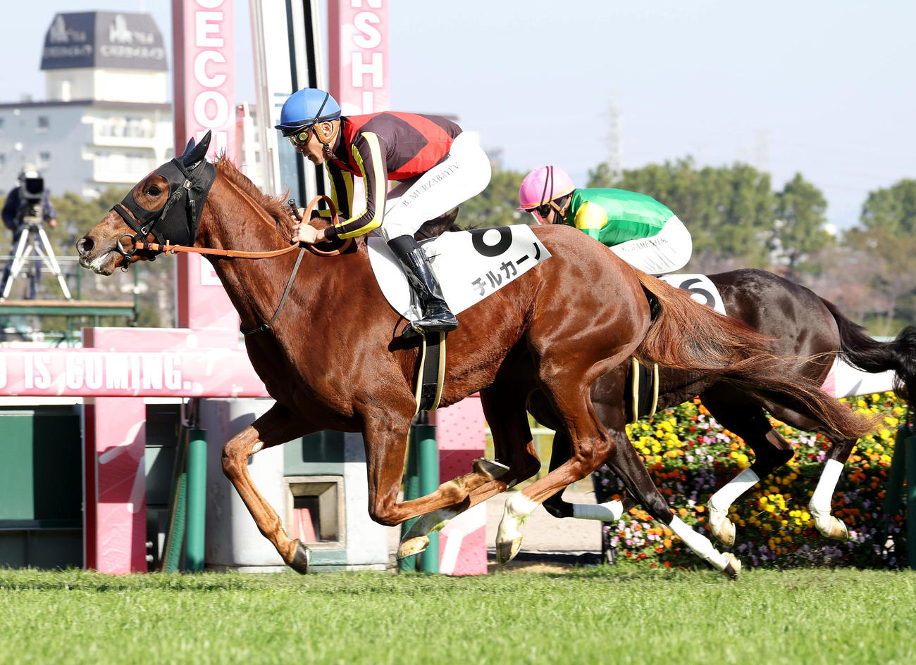 阪神4R、直線外から伸びて新馬戦を制したチルカーノ（撮影・白石智彦）