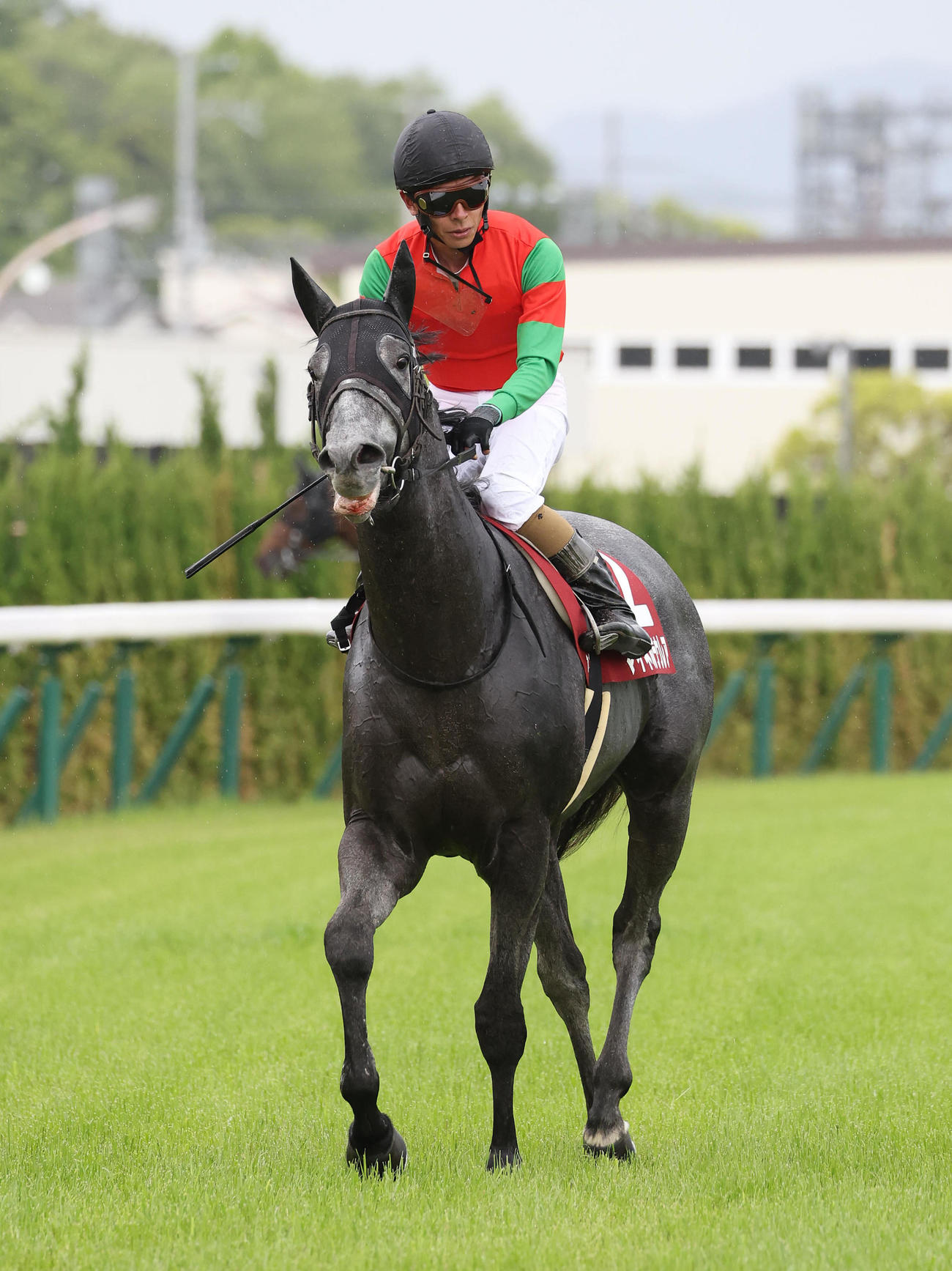 マイネルラウレア（23年5月撮影）