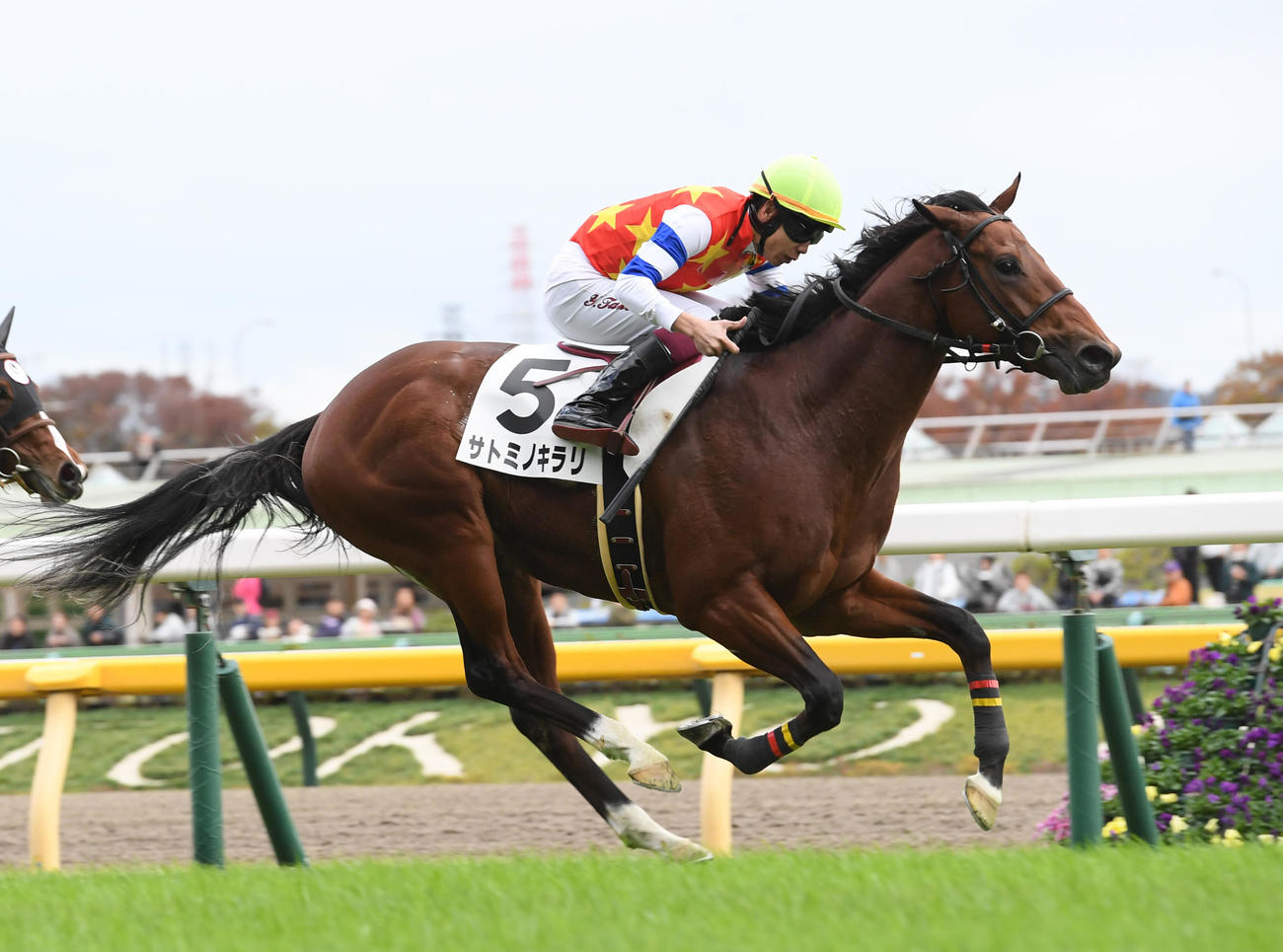 サトミノキラリ（2023年11月撮影）