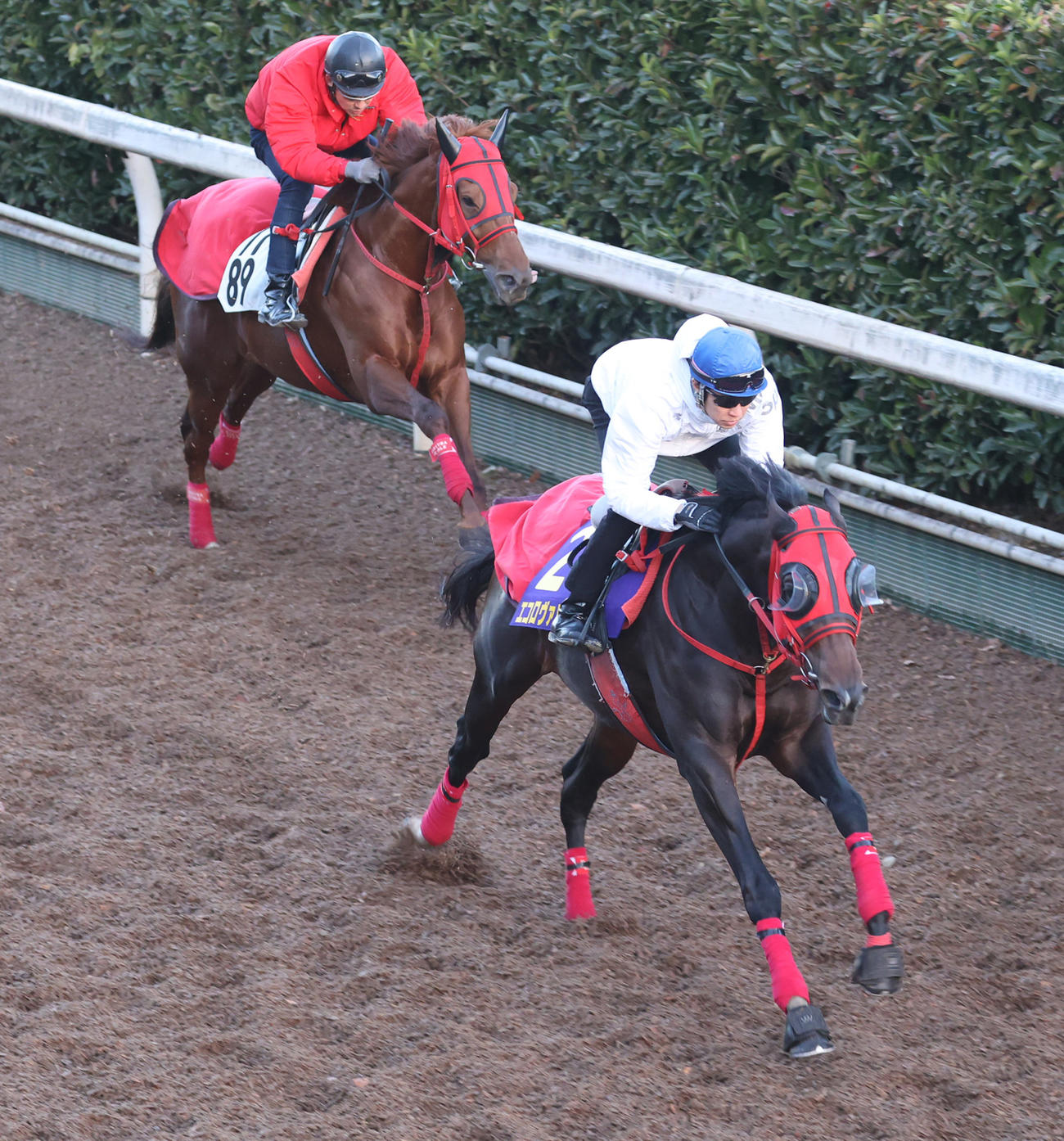 武豊騎手を背に坂路を併せ馬で追い切るエコロヴァルツ（右）