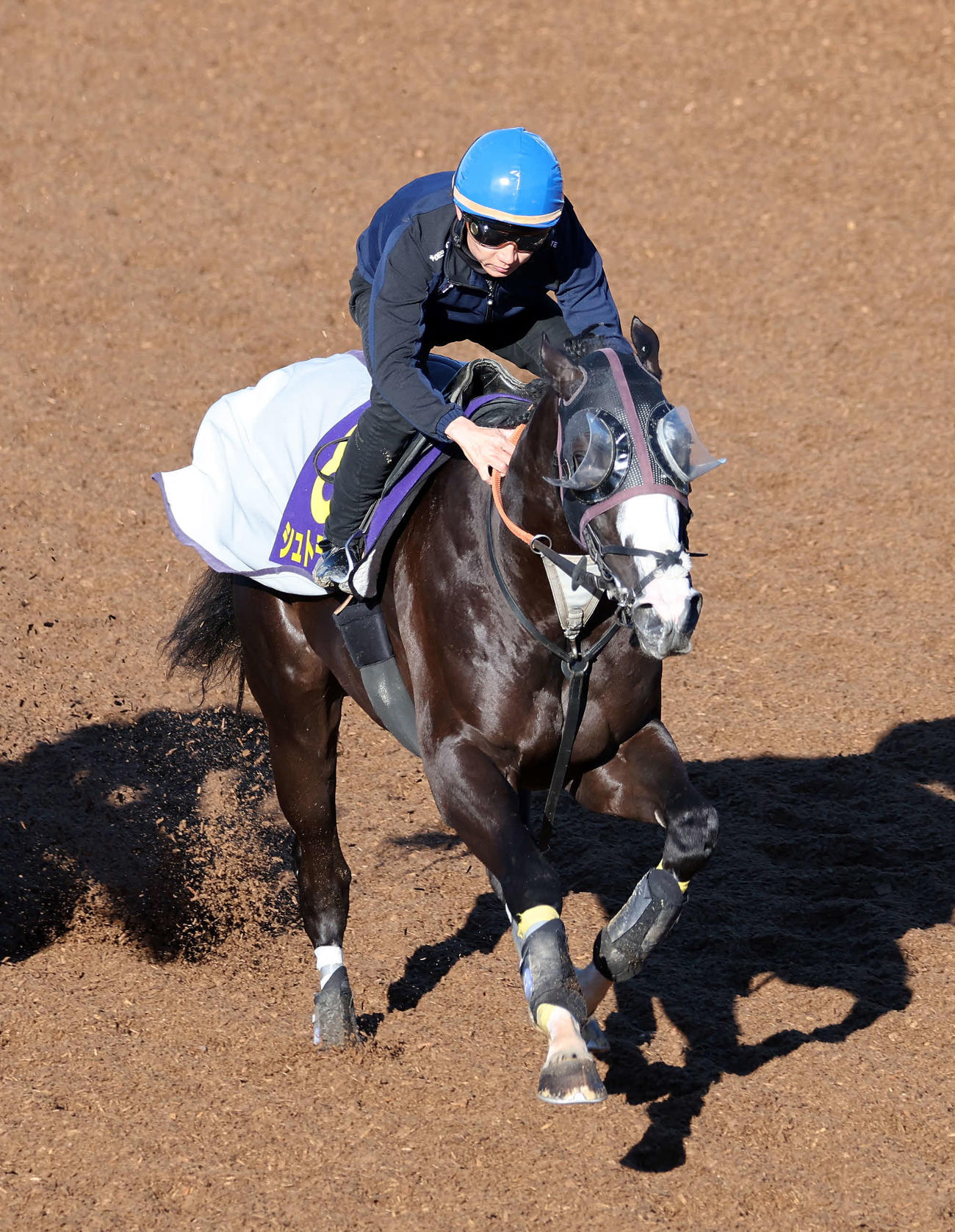 黛弘人騎手を背に美浦坂路で追い切るシュトラウス（撮影・鈴木正人）