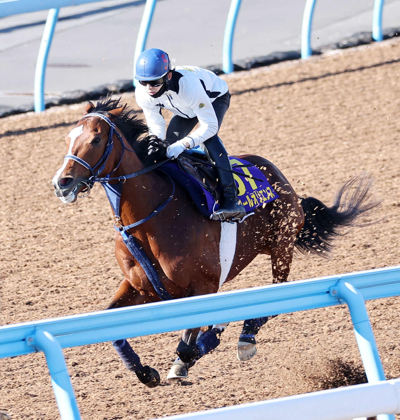 美浦ウッドで追い切るソールオリエンス（撮影・鈴木正人）