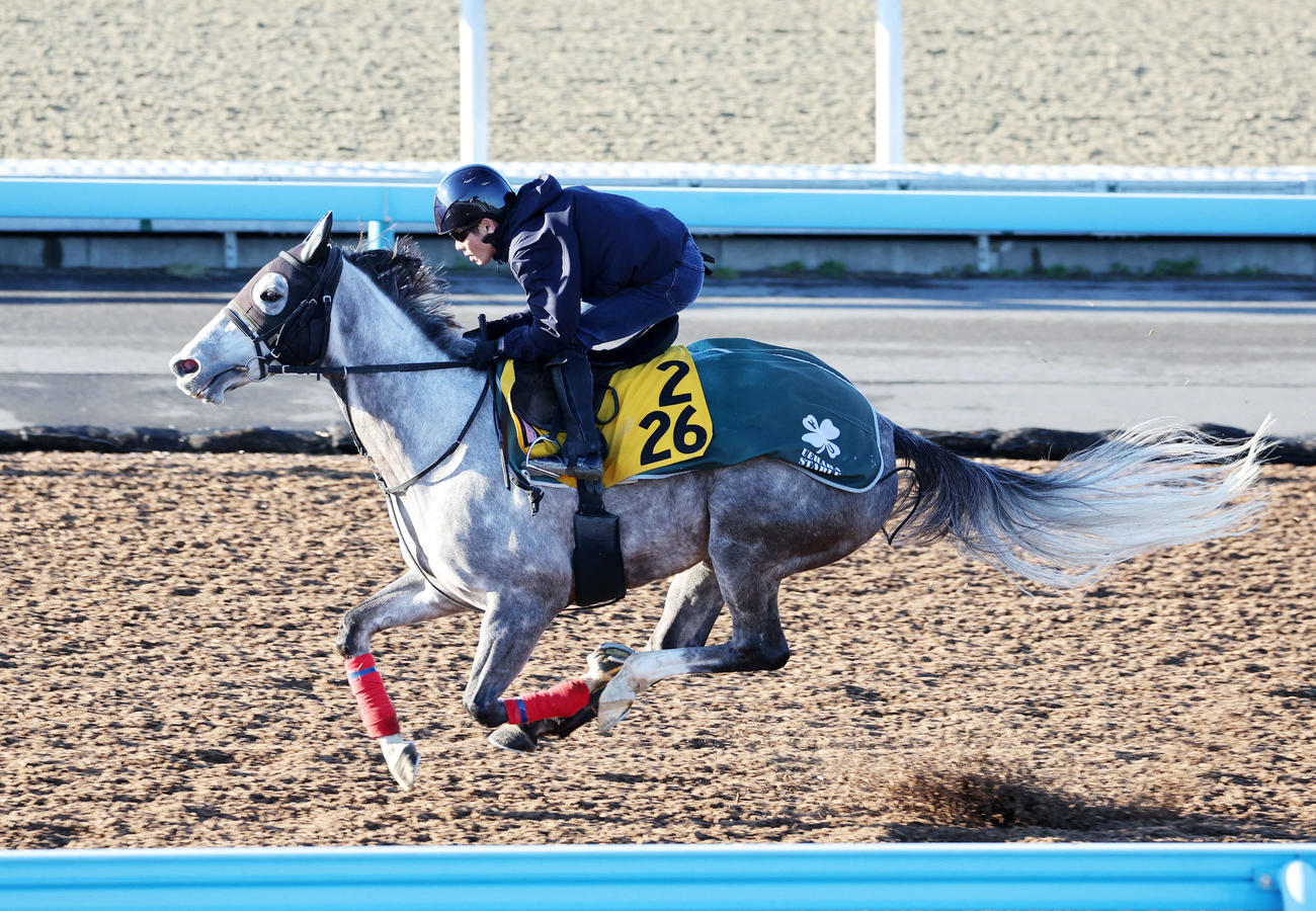 美浦ウッドで追い切るウインピクシス（撮影・鈴木正人）