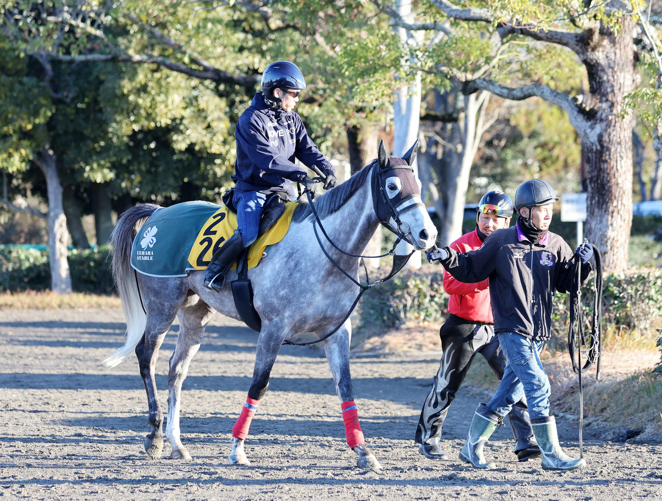 乗り運動するウインピクシス（撮影・鈴木正人）