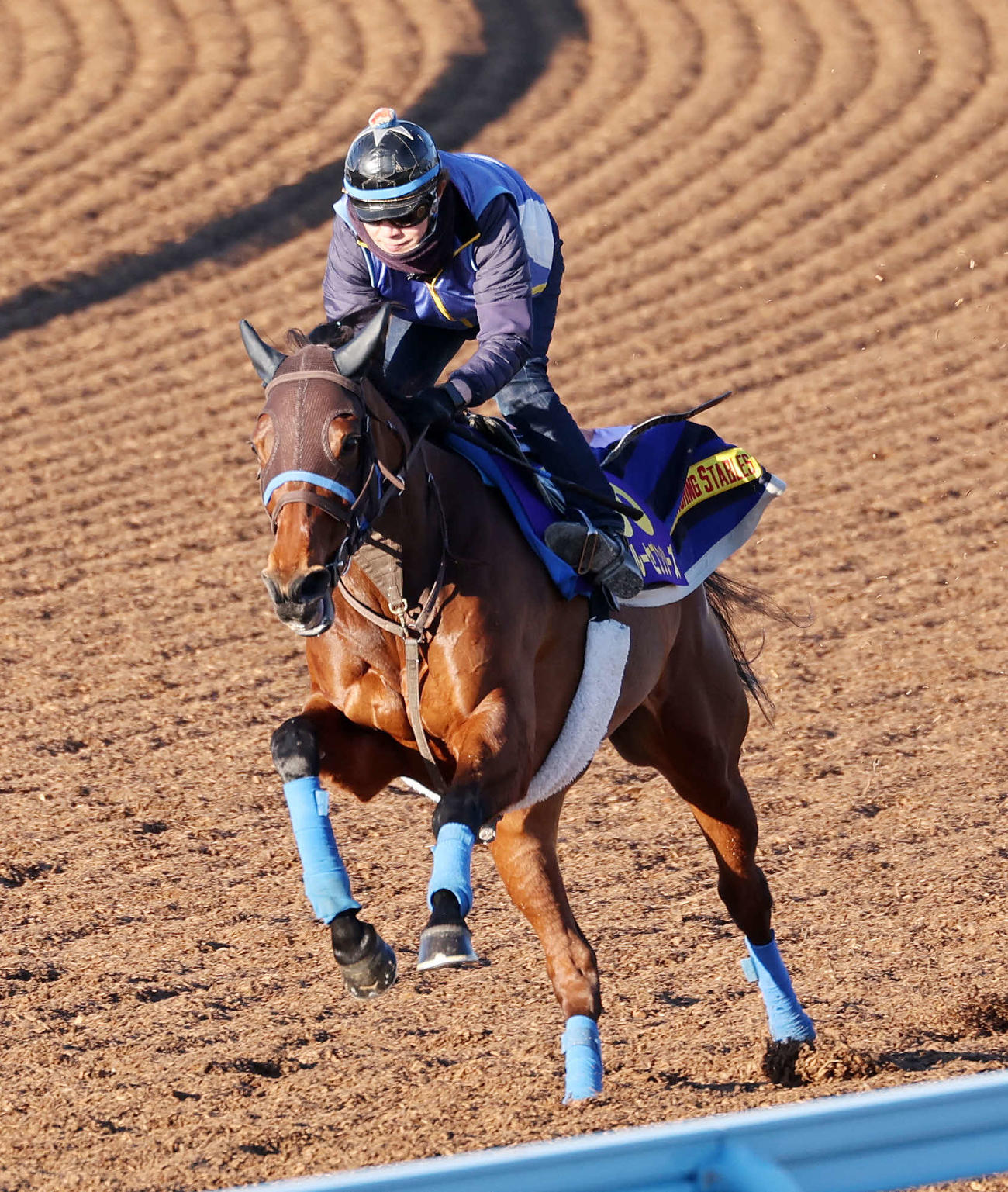 美浦ウッドで追い切るスルーセブンシーズ（撮影・鈴木正人）