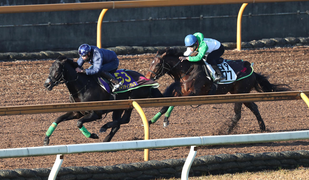 横山武騎手を背にジャスティンパレス（左）は、Cウッドをマチカゼと併せて追い切る（撮影・白石智彦）