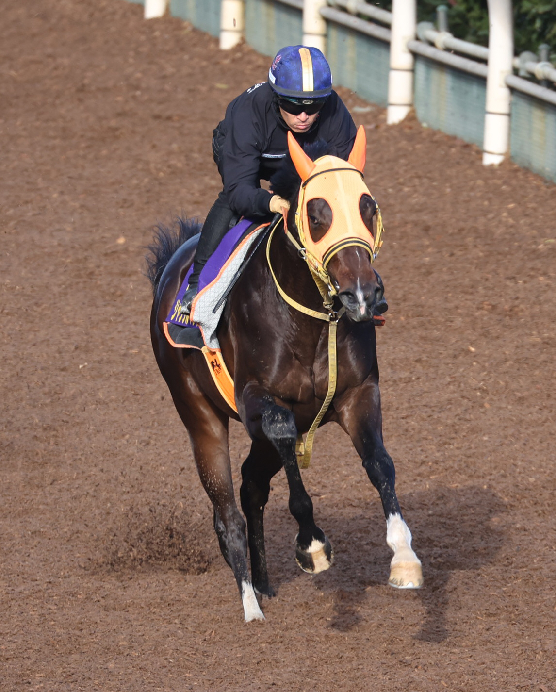 川田騎手を背に坂路で追い切るジャンタルマンタル