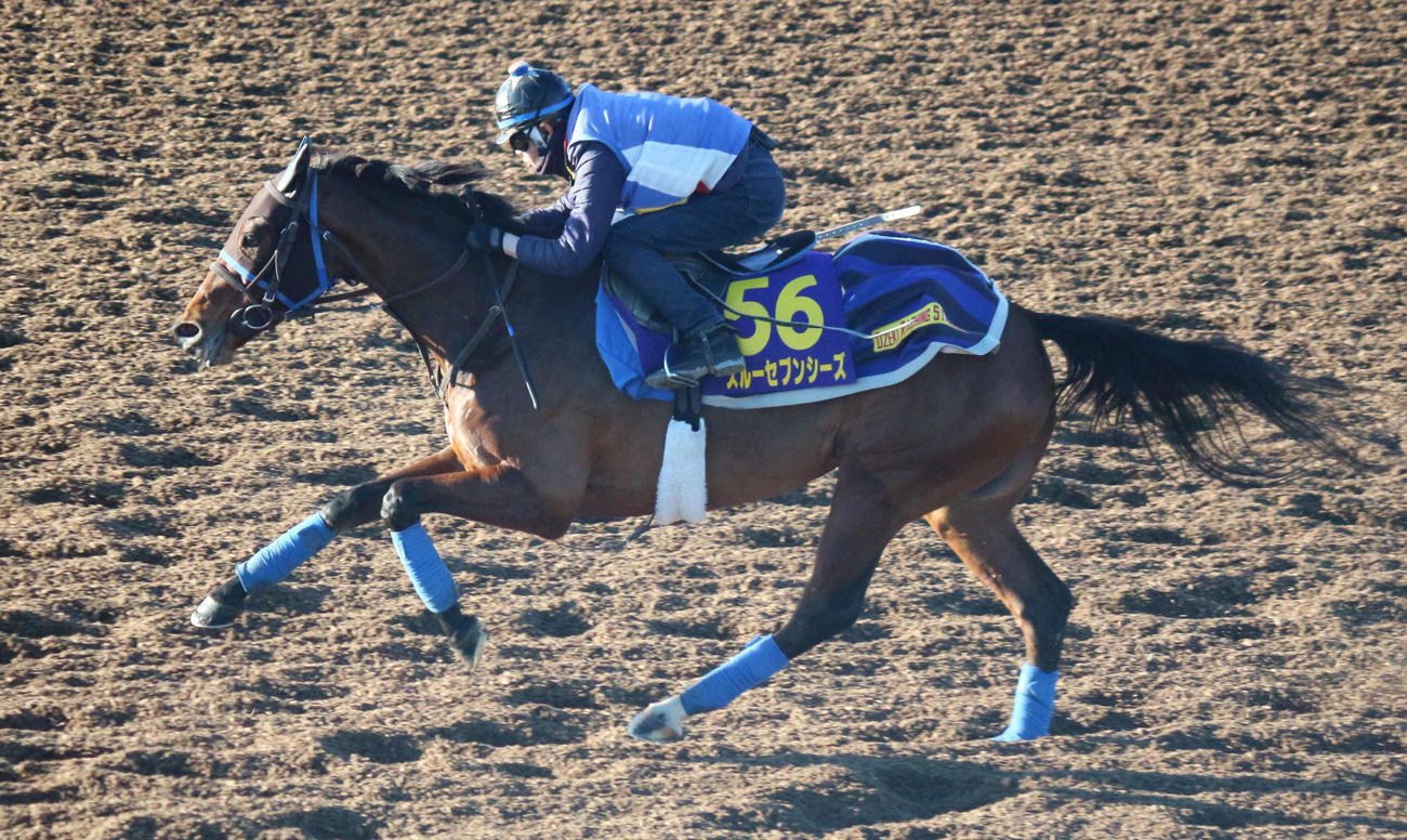 有馬記念1週前追い切りのスルーセブンシーズ（撮影・木南友輔）