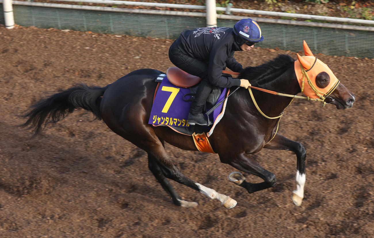 川田騎手を背に坂路で追い切るジャンタルマンタル