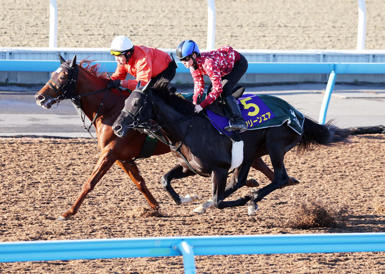 美浦ウッドで併せて追い切るクリーンエア（手前）（2023年12月13日撮影）