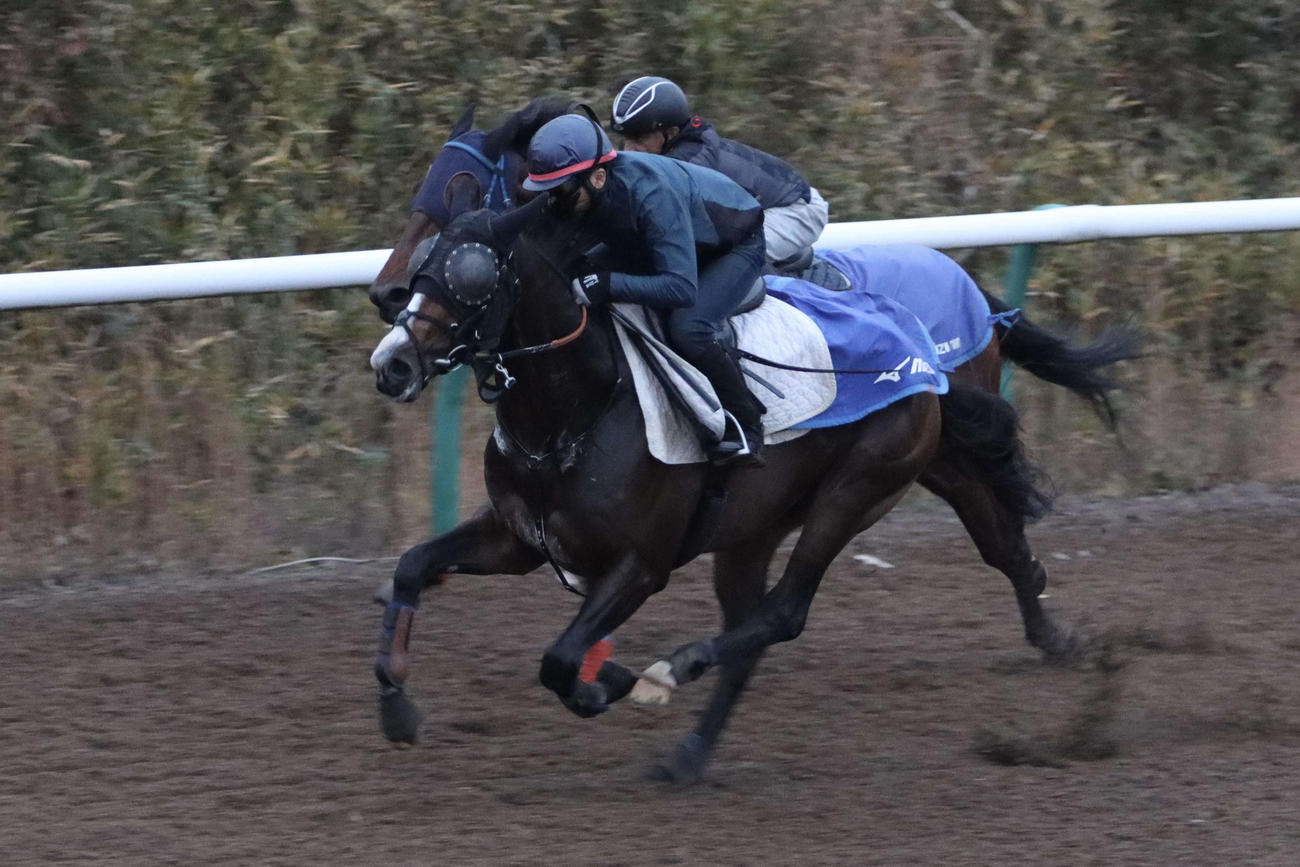 東京大賞典に向けてブライトフラッグ（奥）との併せ馬で1週前追い切りを行うミックファイア（手前）