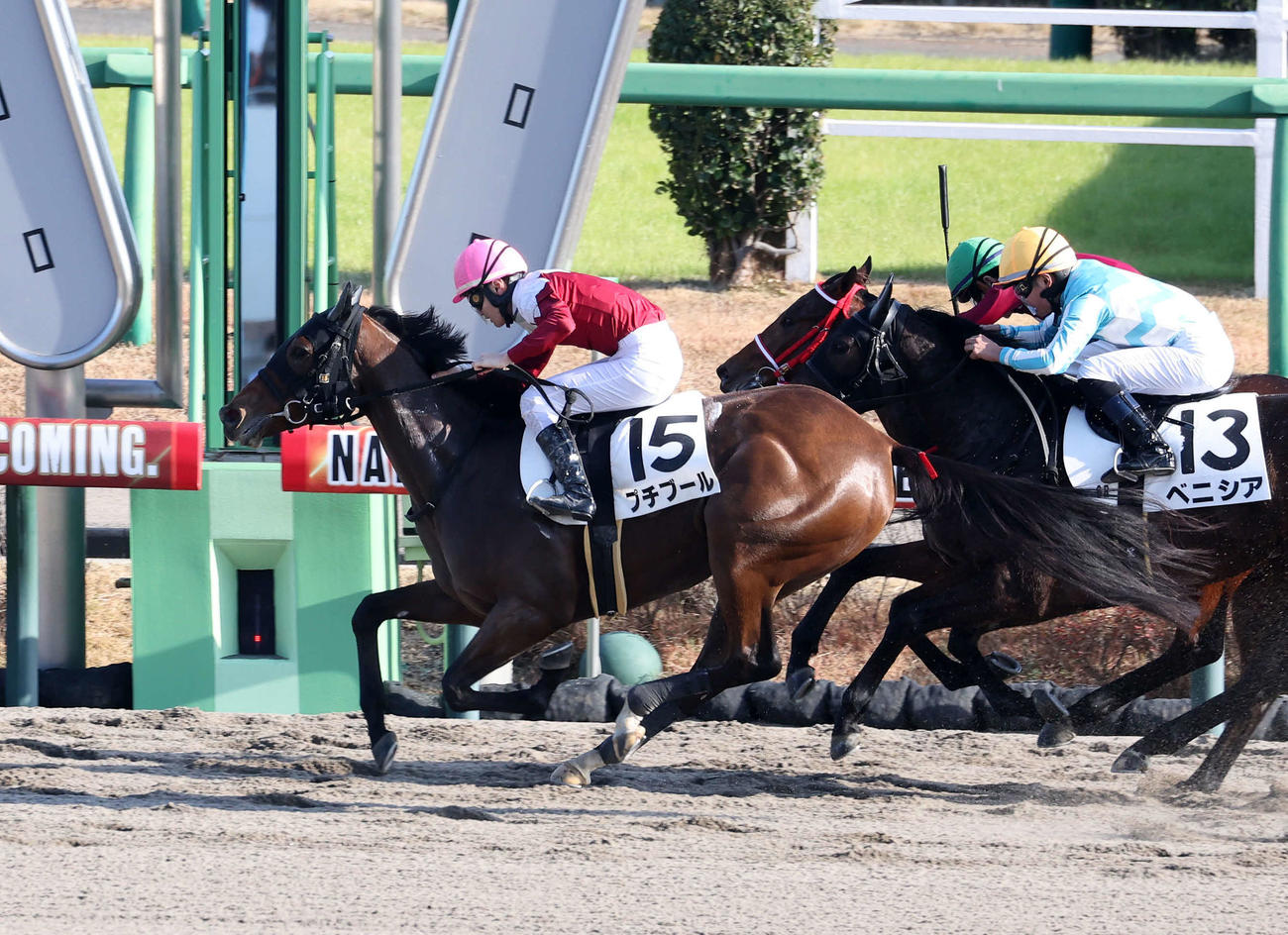 中山6R、新馬戦を制したプチブール（左）と小林凌大騎手（撮影・鈴木正人）