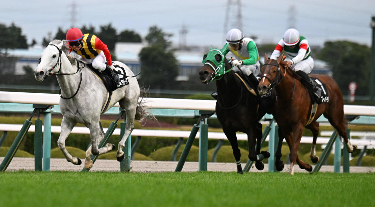 阪神11R、タンザナイトSを逃げ切るカルネアサーダ（左）（撮影・和賀正仁）
