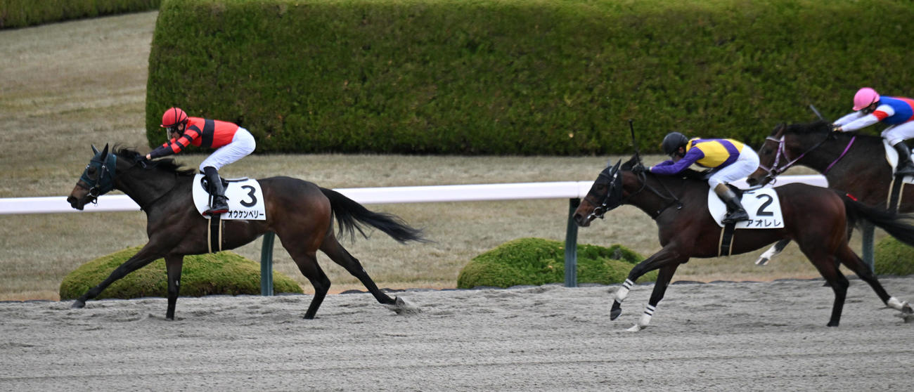 阪神6R、ゴール前で突き放し新馬戦を制するオウケンベリー（左）（撮影・和賀正仁）