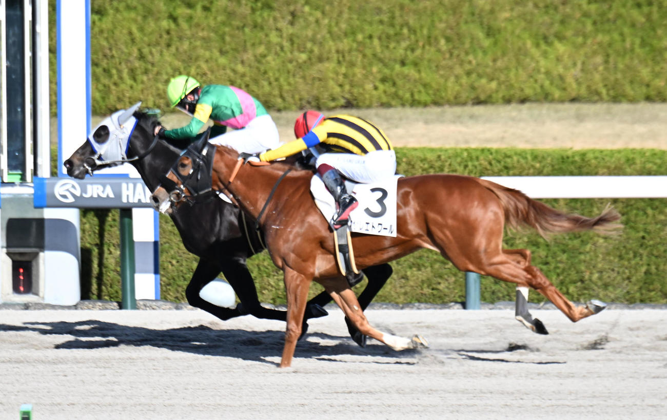 阪神4R新馬戦、マサレエトワール（手前）の追い上げを振り切り勝利するタガノヒナタ（撮影・和賀正仁）