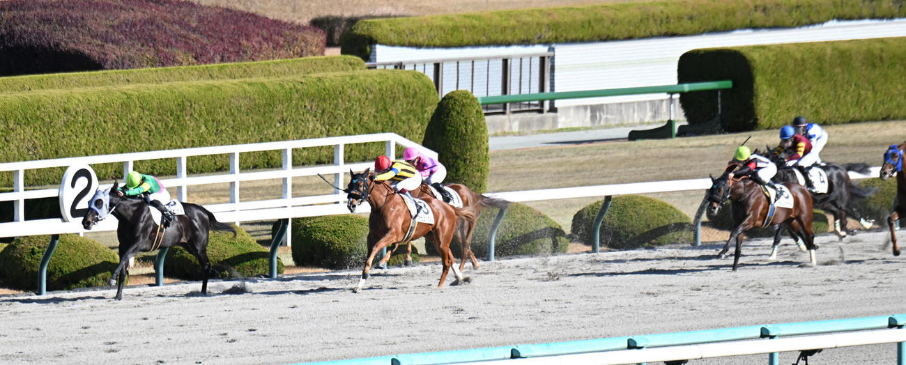 阪神4R新馬戦、マサレエトワール（中央）の追い上げを振り切り勝利するタガノヒナタ（撮影・和賀正仁）