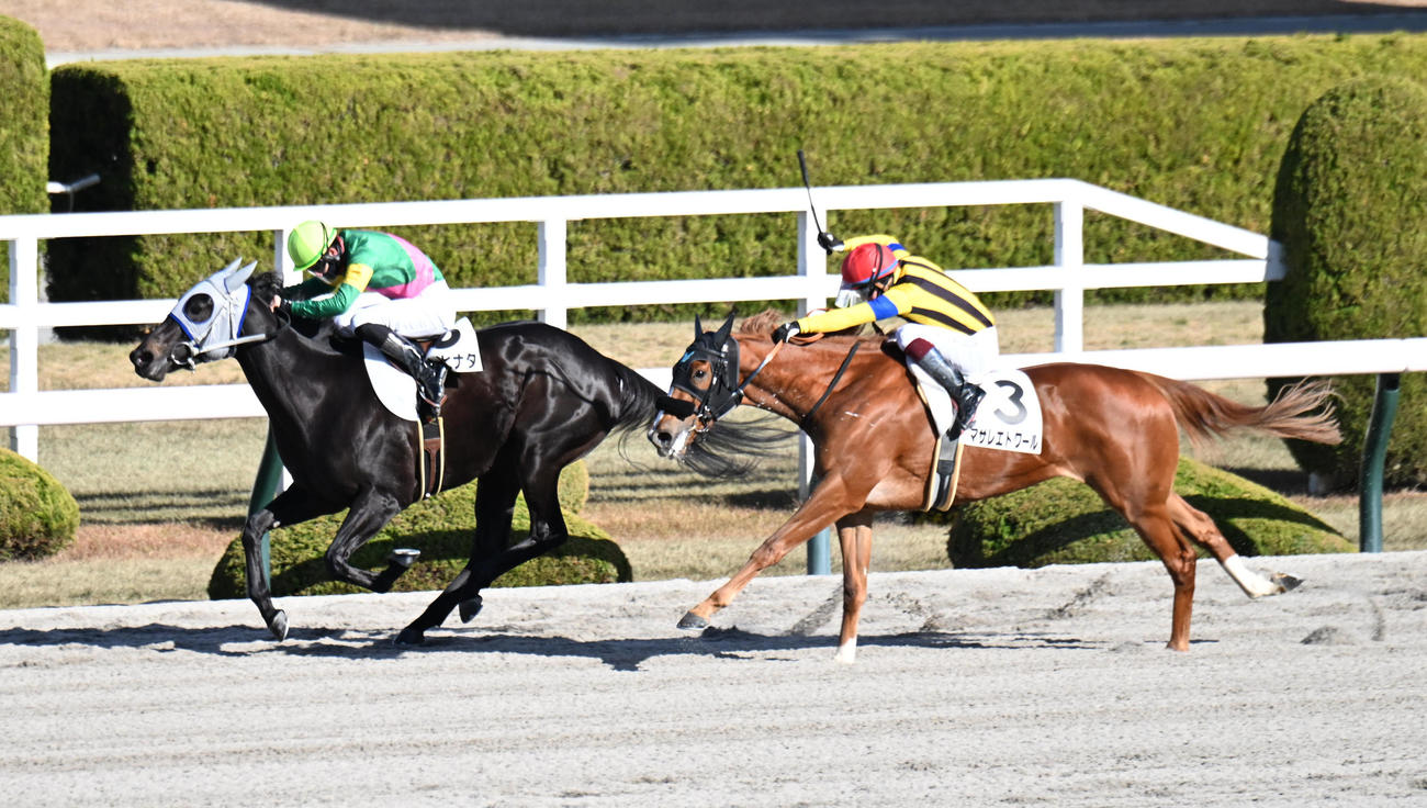 阪神4R新馬戦、マサレエトワール（右）の追い上げを振り切り勝利するタガノヒナタ（撮影・和賀正仁）