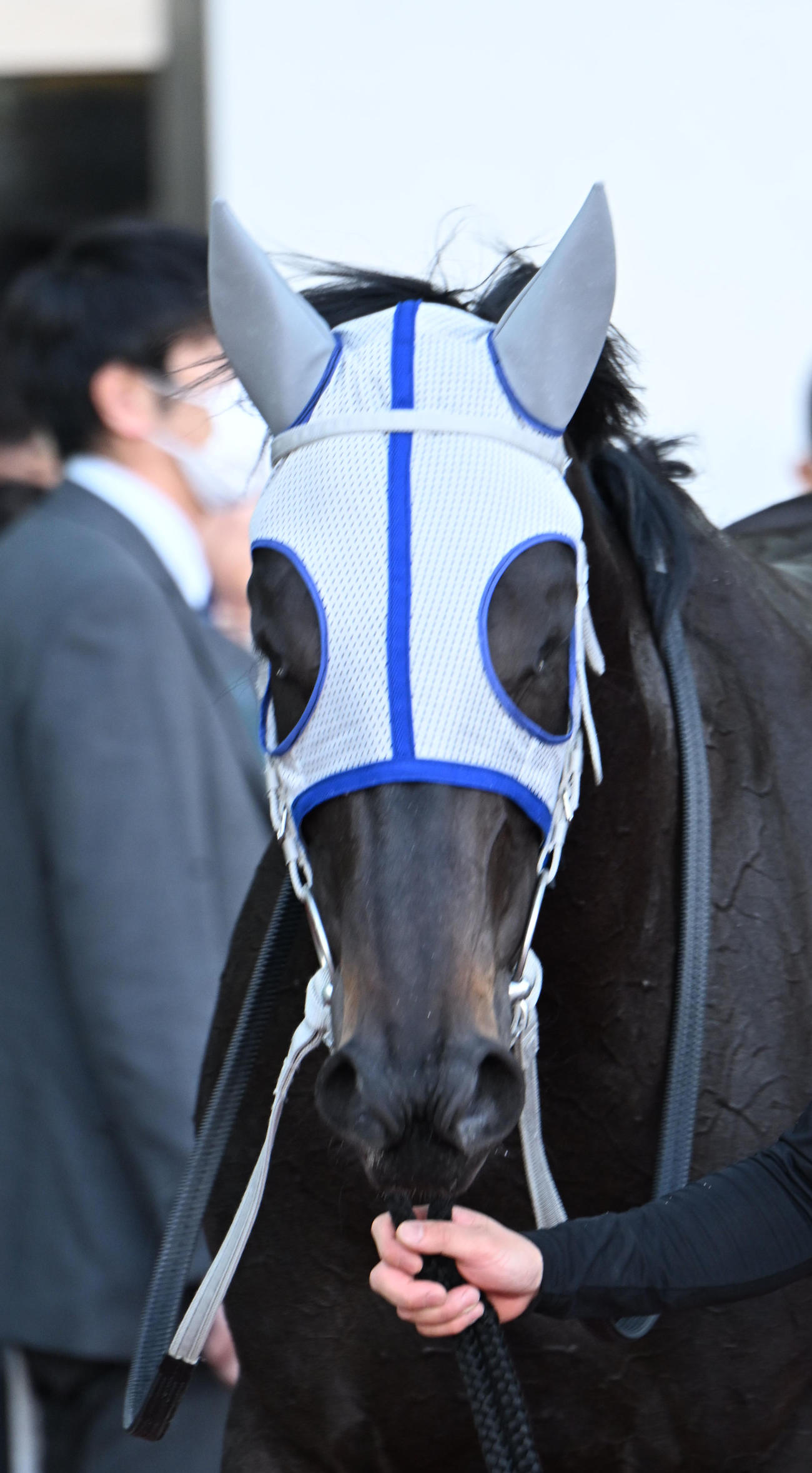 阪神4R新馬戦を制したタガノヒナタ（撮影・和賀正仁）