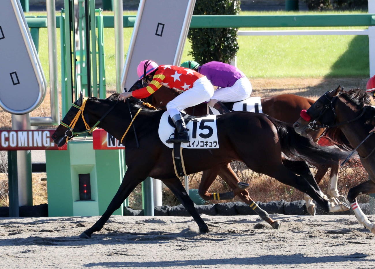 中山2R、2歳未勝利を制したユイノコキュウ（手前）と横山和生騎手（撮影・鈴木正人）