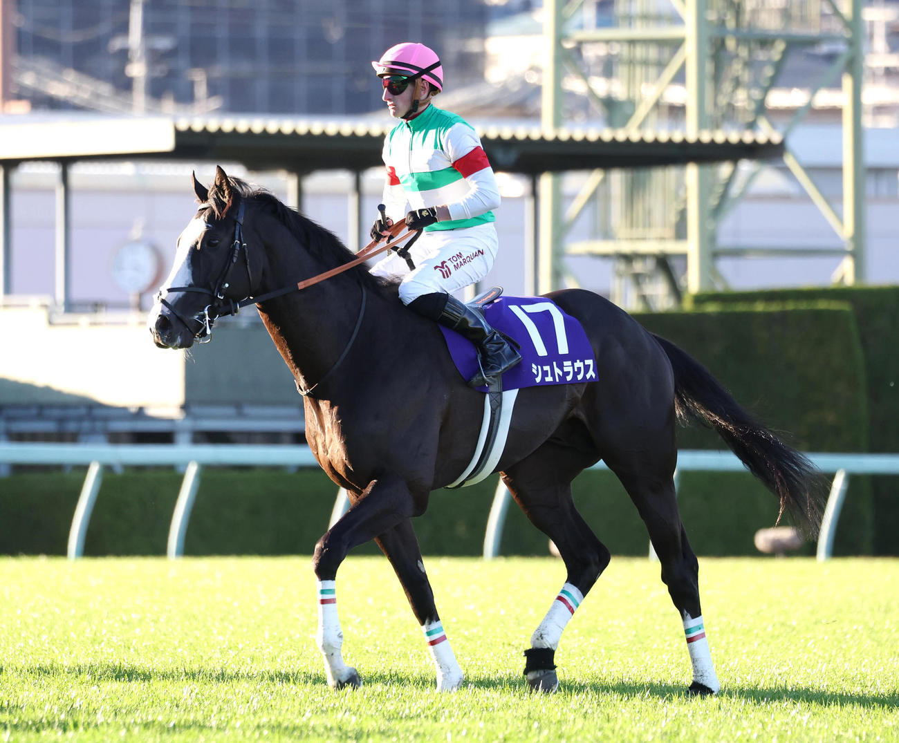 朝日杯FS、10着に敗れたシュトラウス（撮影・白石智彦）