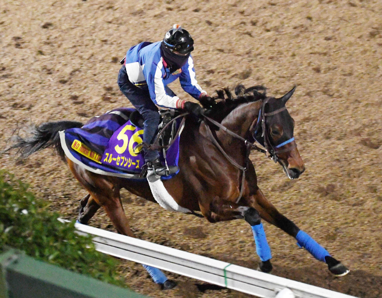 坂路で調整するスルーセブンシーズ（撮影・柴田隆二）