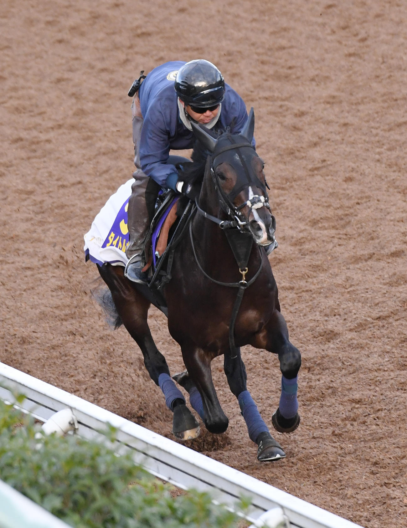 坂路で追い切るタイトルホルダー（撮影・柴田隆二）