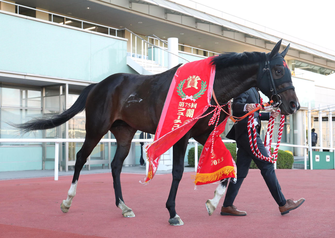 朝日杯FSを制したジャンタルマンタル（2023年12月17日撮影）