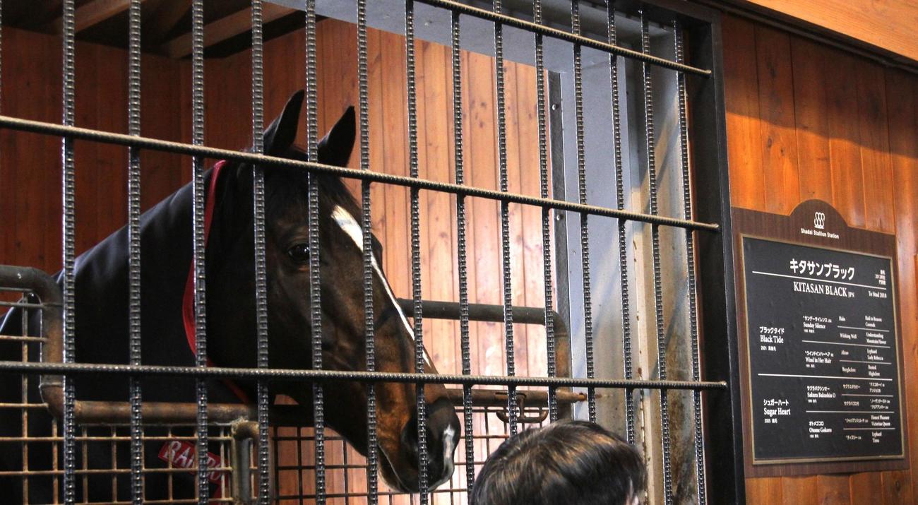 イクイノックスの向かいの馬房には父キタサンブラックが入っている（撮影・奥村晶治）