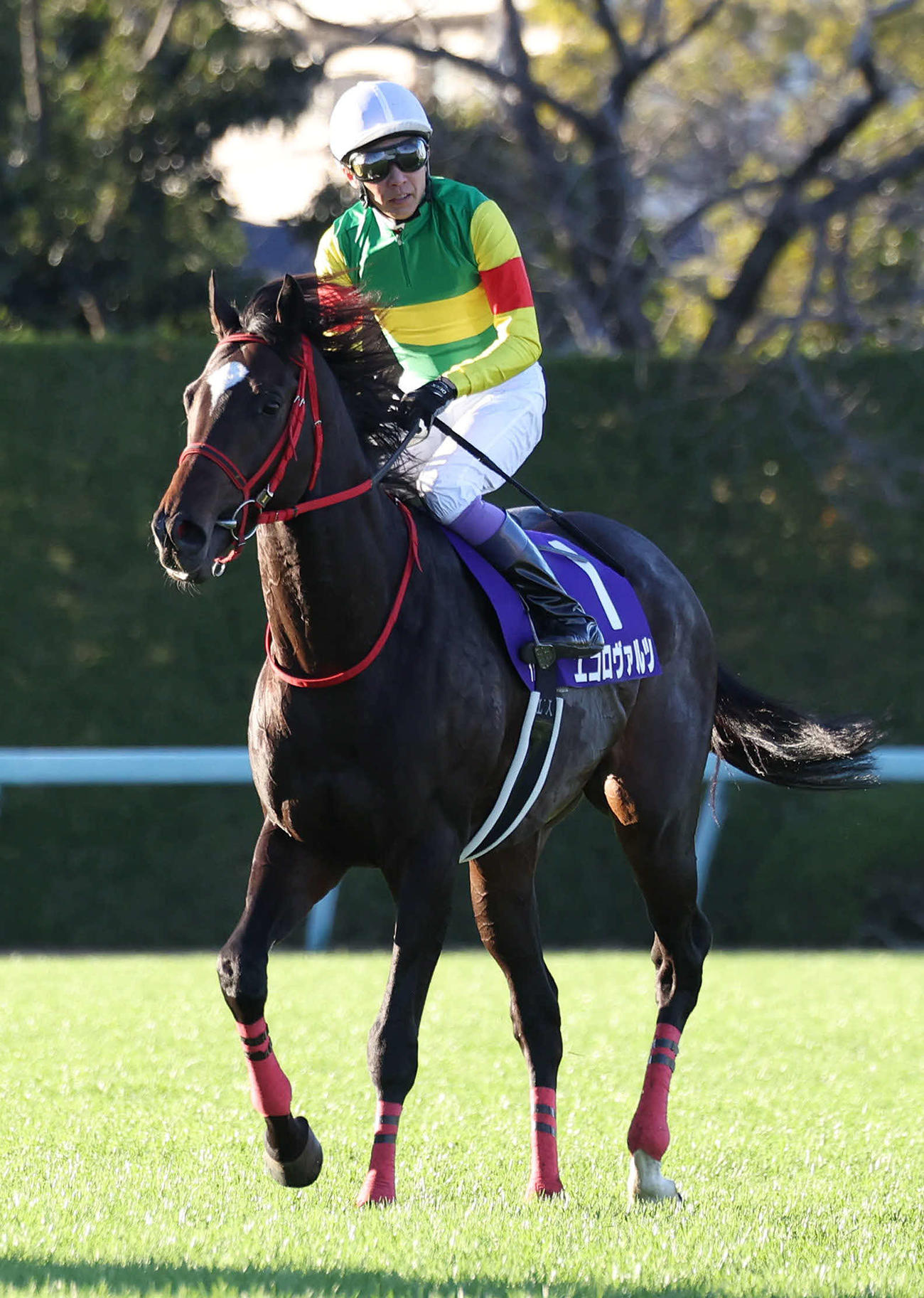 朝日杯FS、追い込むも2着に敗れたエコロヴァルツ（2023年12月17日撮影）