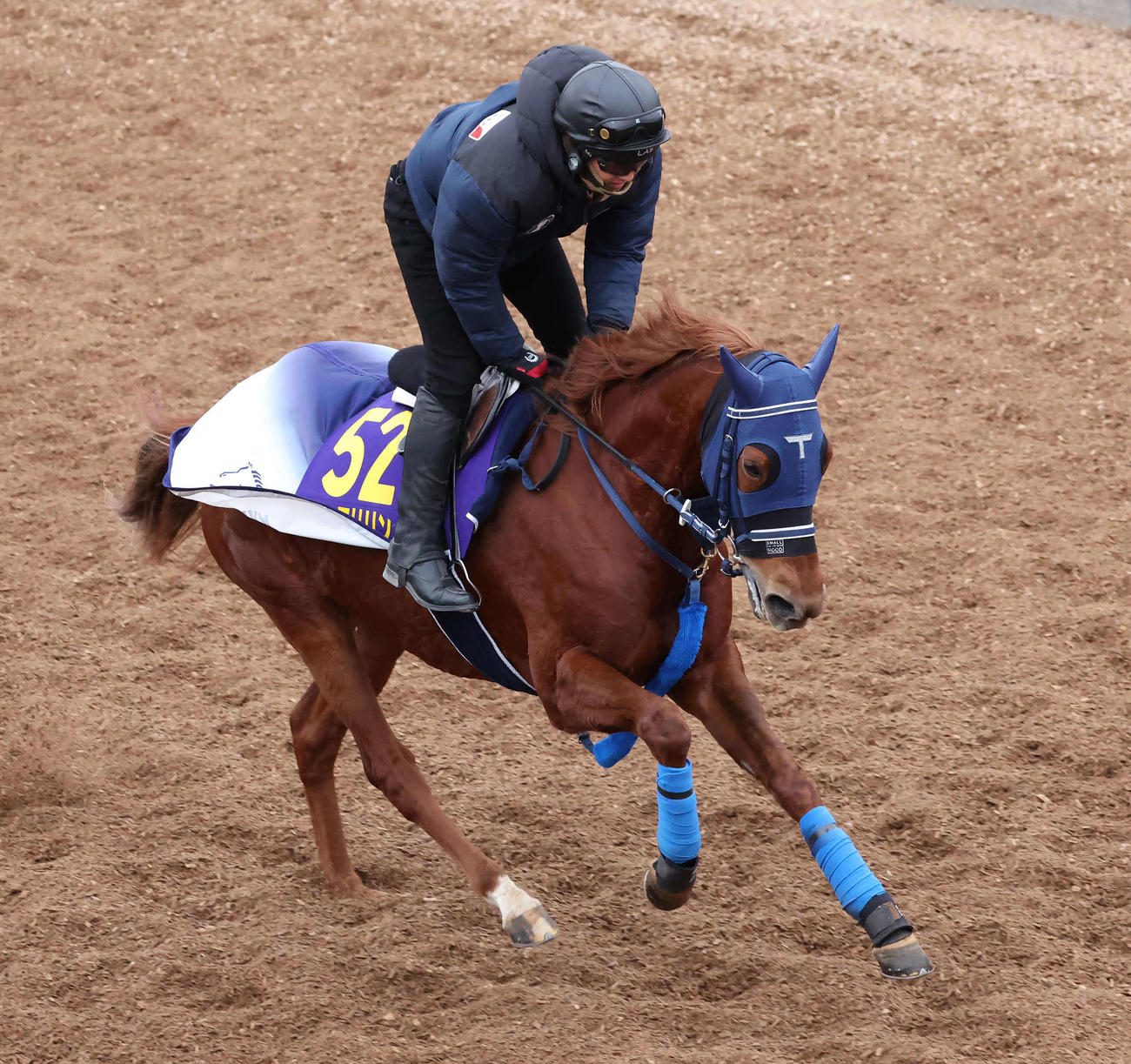 美浦坂路を軽快なフットワークで駆け上がるウインマリリン（撮影・丹羽敏通）