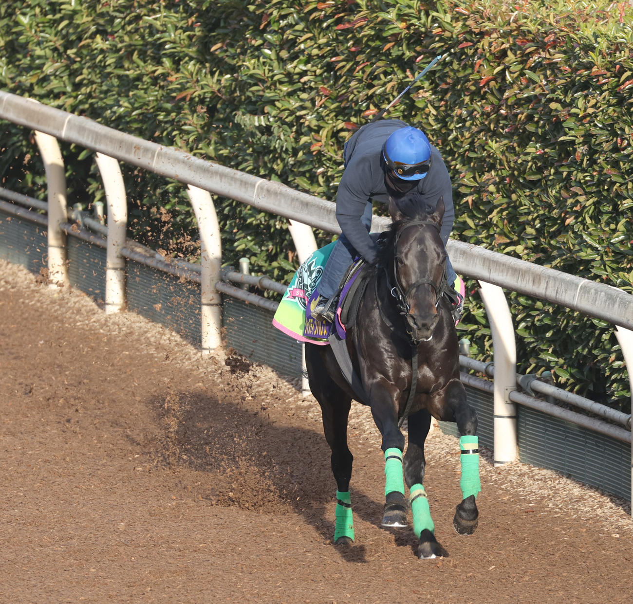 坂路で追い切るジャスティンパレス