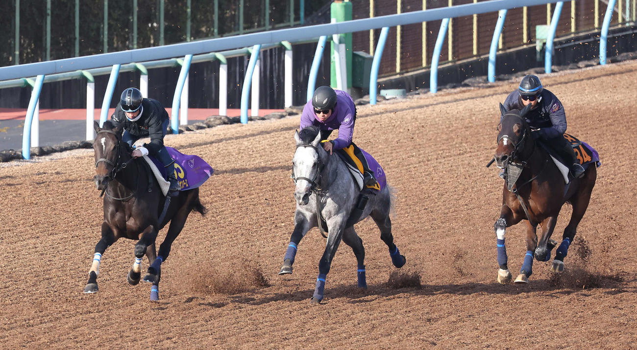 スターズオンアース（左）はルメール騎手を背に美浦ウッドで追い切られ、併走馬を圧倒（撮影・丹羽敏通）
