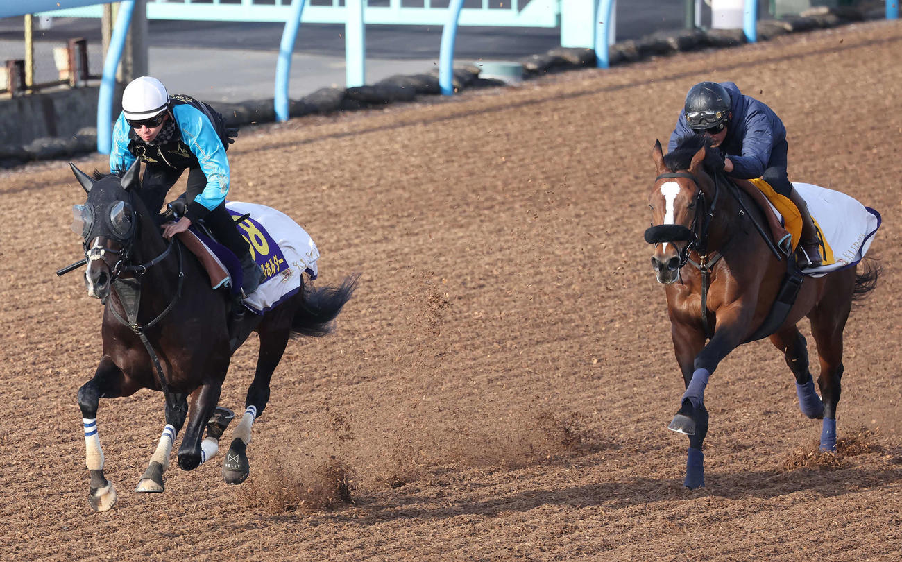 タイトルホルダー（左）は横山和騎手を背に美浦ウッドを併せ馬で追い切られた（撮影・丹羽敏通）