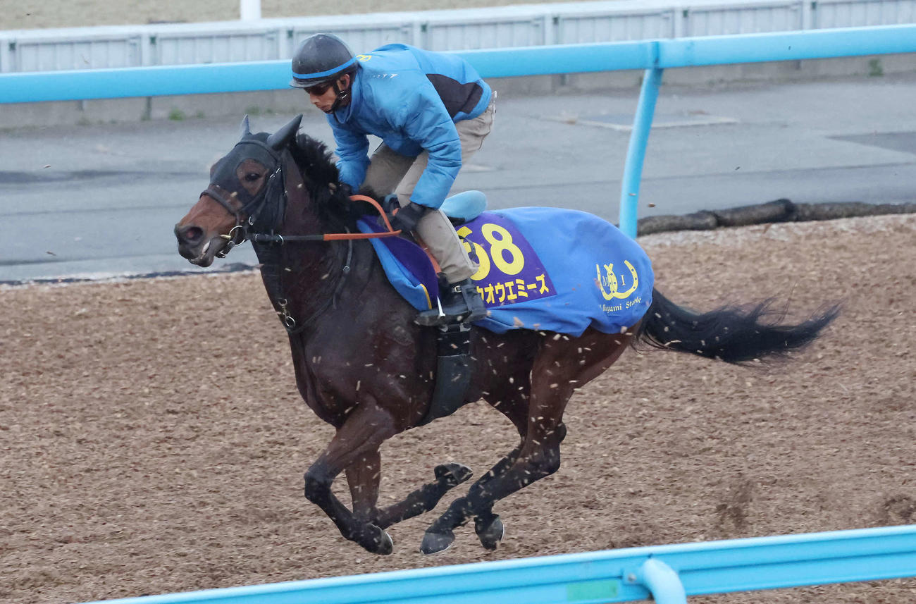 ホウオウエミーズは美浦ウッドで追い切られた（撮影・丹羽敏通）