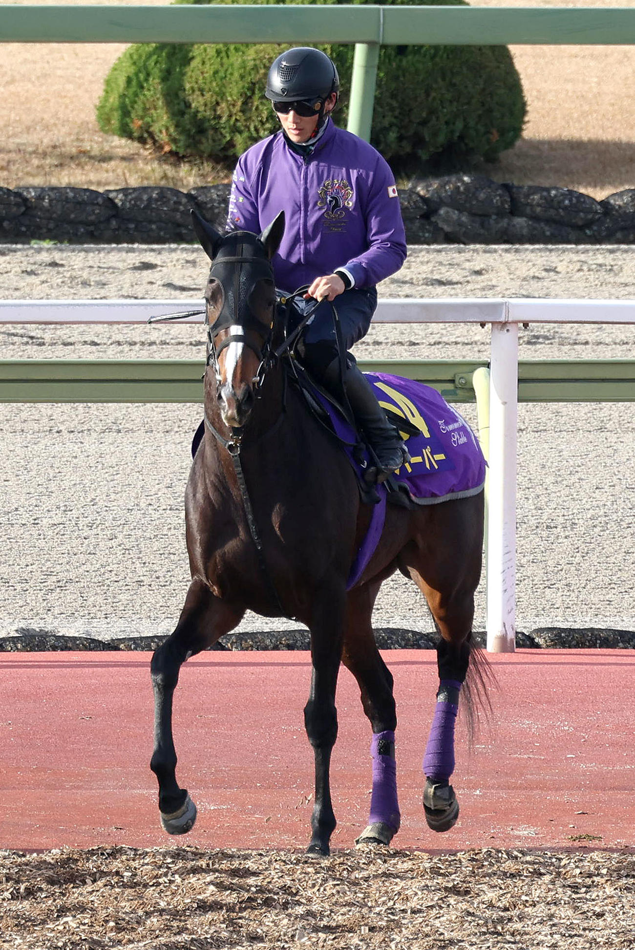 馬場入りするハーパー（撮影・白石智彦）