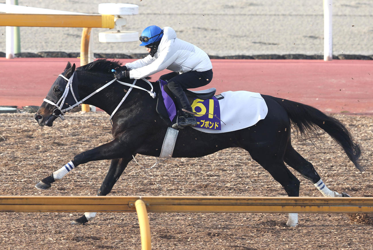 荻野琢騎手を背にCウッドを単走で追い切るディープボンドボンド（撮影・白石智彦）