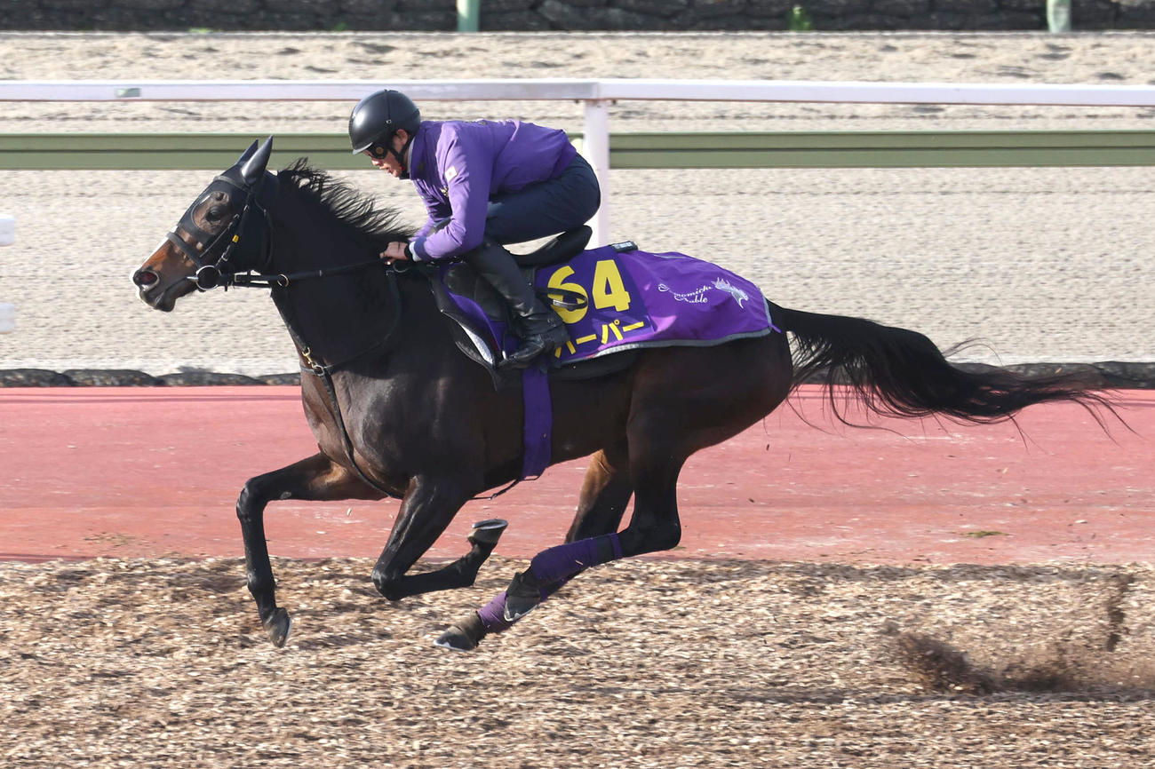 Cウッドを単走で追い切るするハーパー（撮影・白石智彦）