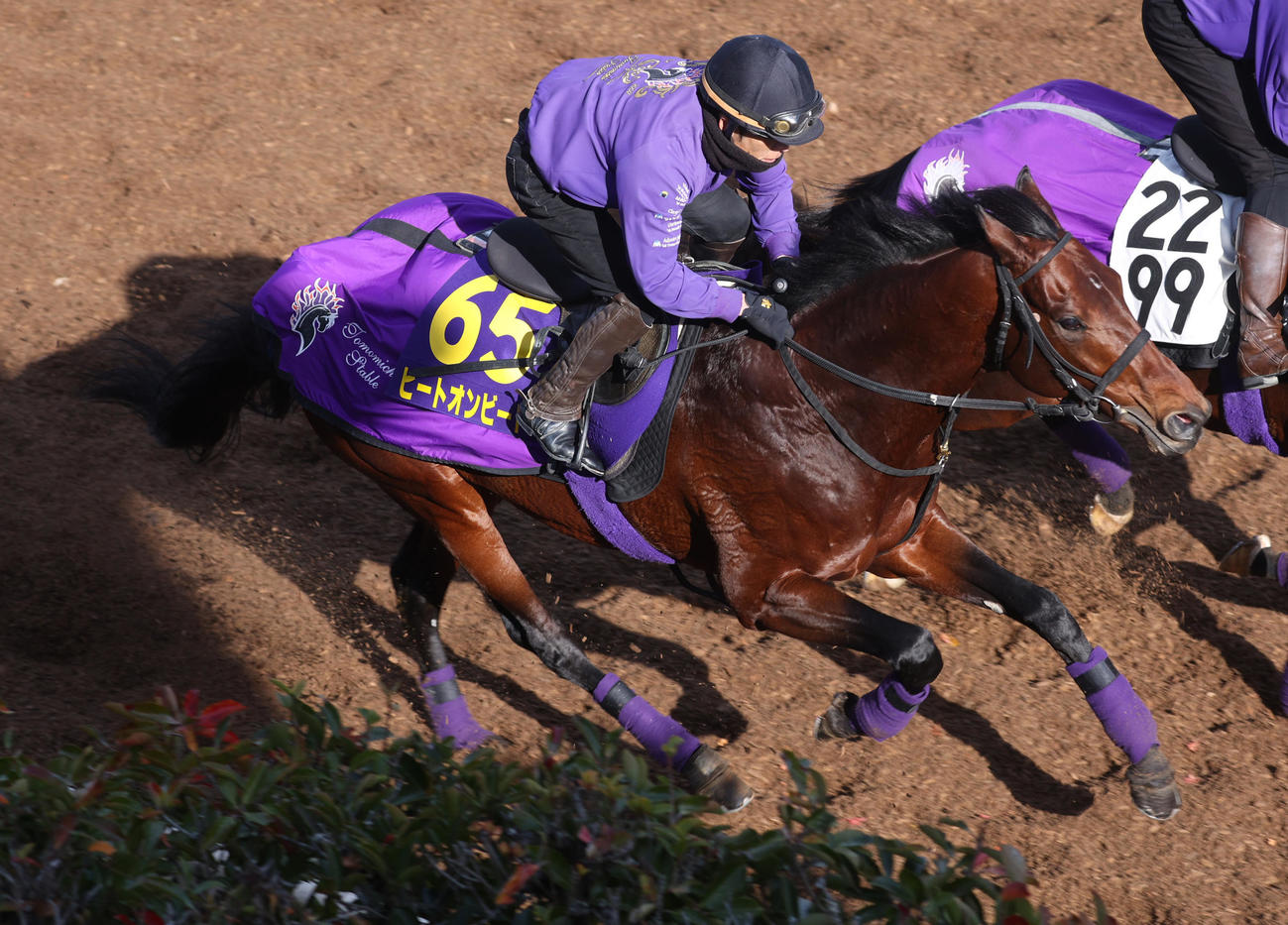 坂路にて併せ馬で追い切るヒートオンビート