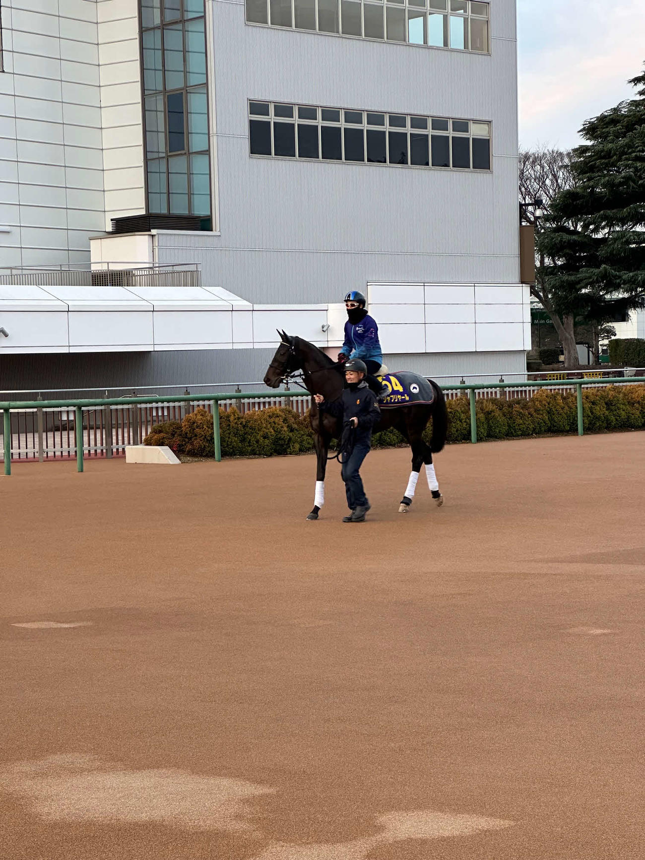 20日朝、中山競馬場でのダート調教に向かうシャフリヤール